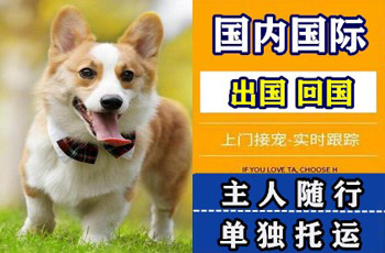 江津区宠物托运公司江津区宠物托运公司江津区宠物托运公司